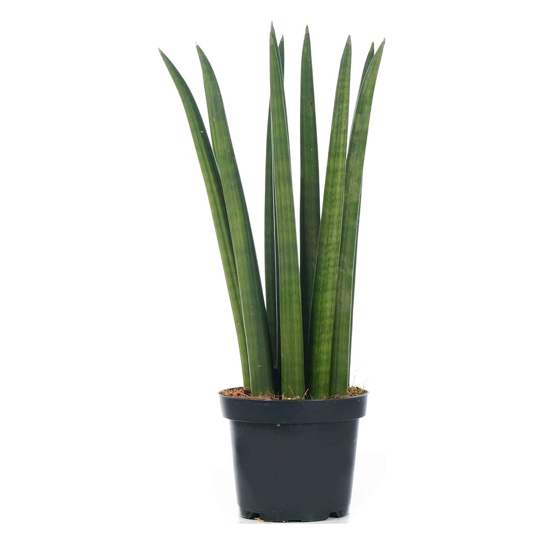 Sansevieria Cylindrica (Vrouwentong)